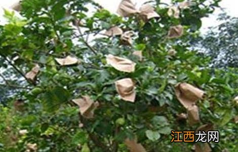 柠檬套袋时间和方法 柠檬密封袋可以放多久