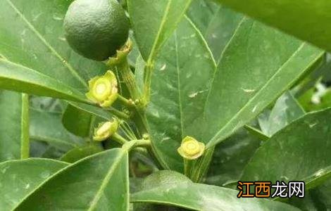 柑橘疏花疏果措施 柑橘疏花疏果措施图片