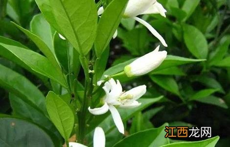 柑橘疏花疏果措施 柑橘疏花疏果措施图片