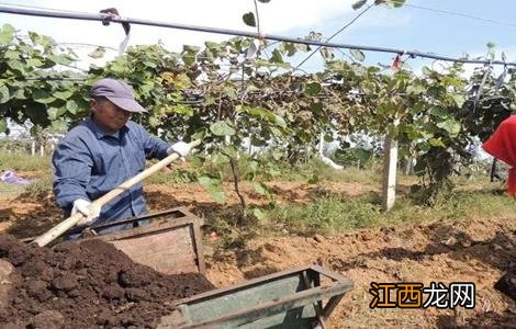 猕猴桃膨大期如何施肥 猕猴桃膨大期如何施肥最好
