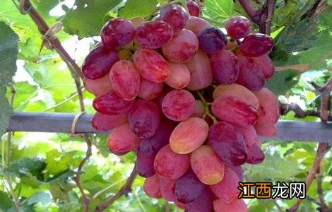 葡萄采收注意事项有哪些 葡萄采收注意事项