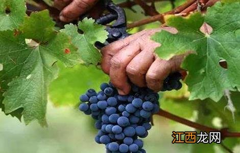 葡萄采收注意事项有哪些 葡萄采收注意事项
