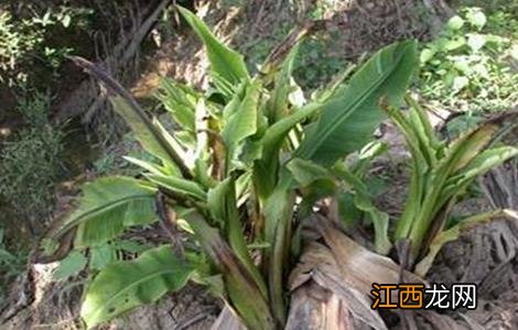 香蕉束顶病症状 香蕉束顶病怎么防治