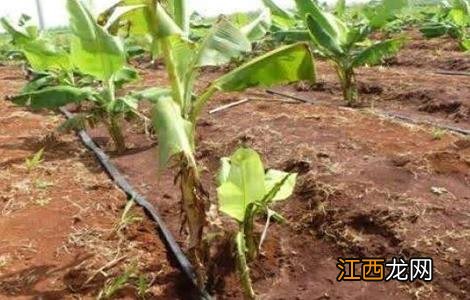 香蕉束顶病症状 香蕉束顶病怎么防治