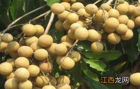 简述减轻龙眼大小年结果的关键技术要点 如何防止龙眼大小年结果