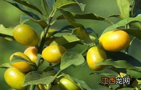 金桔种植方法 金桔种植方法盆栽