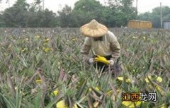 菠萝收获期 菠萝采收期注意事项