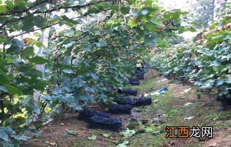 山葡萄栽植需要注意什么问题 山葡萄栽植需要注意什么