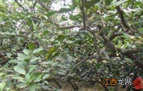 4月柑橘管理技术要点 四月份柑橘管理技术