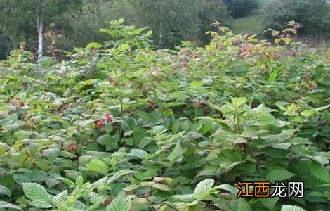 山莓的种植方法 山莓种植方法及修剪