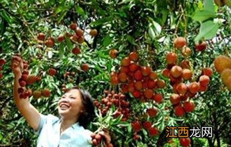 荔枝采果后管理技术措施 荔枝采果后管理技术