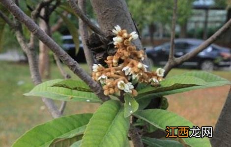 荔枝旺长不开花解决方法 荔枝旺长不开花解决方法是什么