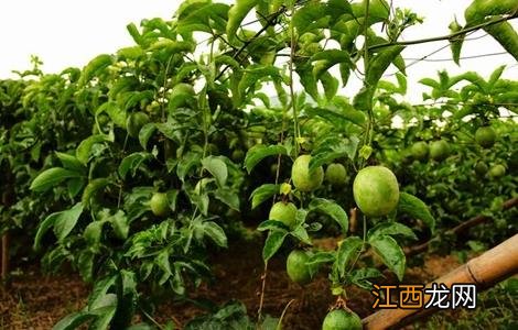 百香果移栽技术要点是什么 百香果移栽技术要点