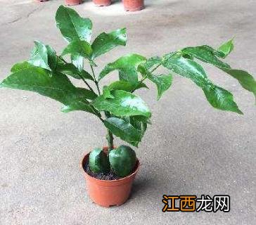 开心果绿植怎么养 开心果绿植怎么养殖