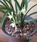 开花白色的兰花有哪些品种 开白色花的兰花是什么品种