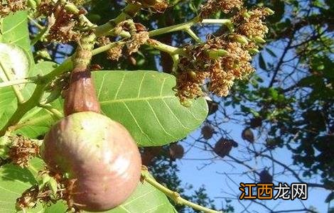腰果的种植技术视频 腰果的种植技术