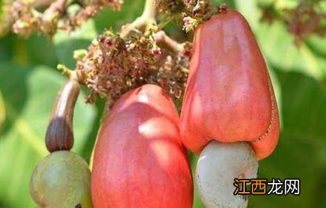 腰果的种植技术视频 腰果的种植技术