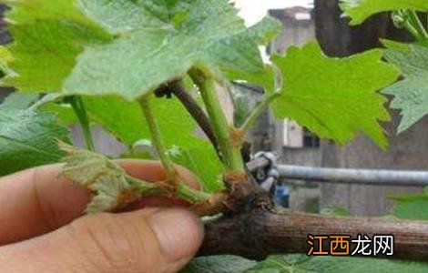 葡萄抹芽技术 葡萄抹芽技术要点