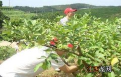 番石榴种植技术与管理 番石榴种植管理技术