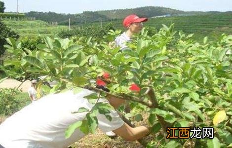 番石榴种植技术与管理 番石榴种植管理技术