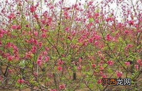 桃树春季管理要点是什么 桃树春季管理要点