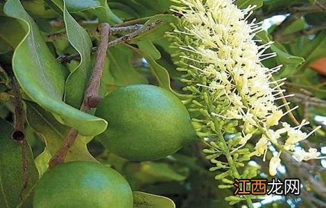 夏威夷果的种植技术 夏威夷果的种植技术和方法