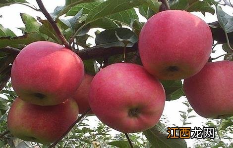 树状苹果如何修剪 苹果树生长失衡如何修剪