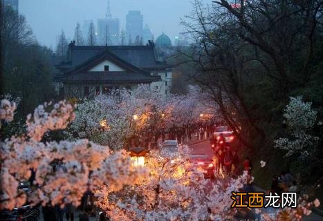 鸡鸣寺樱花开了吗2021 鸡鸣寺樱花开了吗