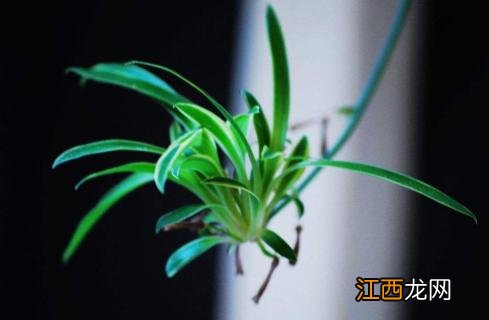 卧室适合养哪些植物 卧室里适合养什么样的植物