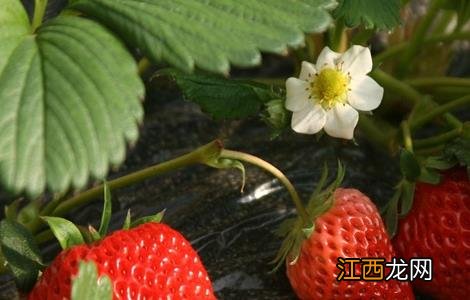 草莓花期管理技术要点 草莓花期管理技术要点有哪些