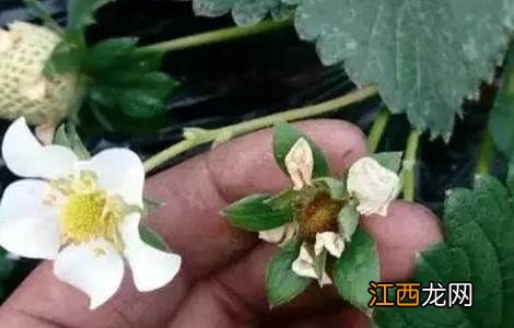 草莓花期管理技术要点 草莓花期管理技术要点有哪些