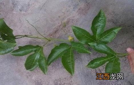 百香果的繁殖方法和过程 百香果的繁殖方法