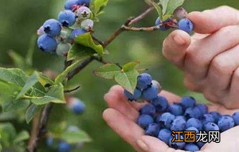 蓝莓扦插繁殖技术 蓝莓扦插繁殖技术过程