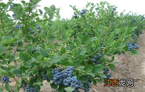 蓝莓扦插繁殖技术 蓝莓扦插繁殖技术过程