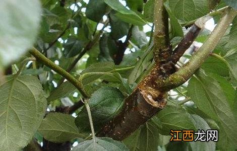 影响苹果嫁接成活的原因 影响苹果嫁接成活的原因是