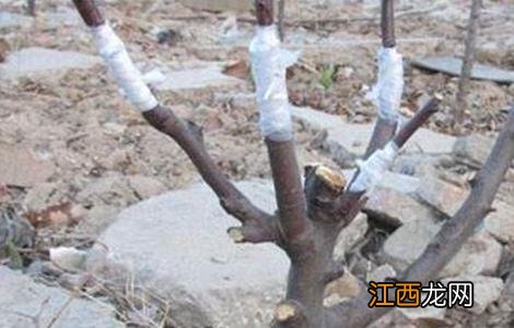 影响苹果嫁接成活的原因 影响苹果嫁接成活的原因是