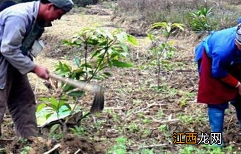 芒果的种子育苗技术 芒果种子育苗方法