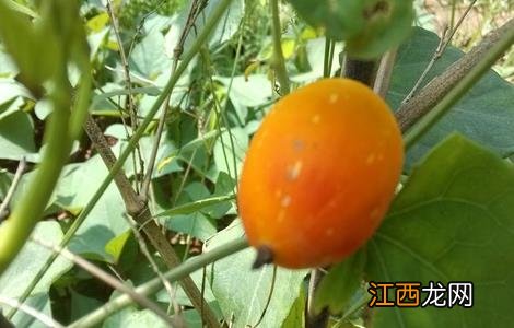 红果参的种植方法 红参果的种植技术