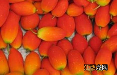 红果参的种植方法 红参果的种植技术