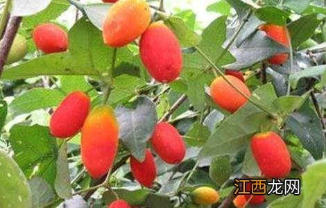 红果参的种植方法 红参果的种植技术