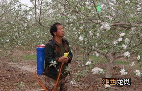 苹果的人工授粉技术 苹果花人工授粉