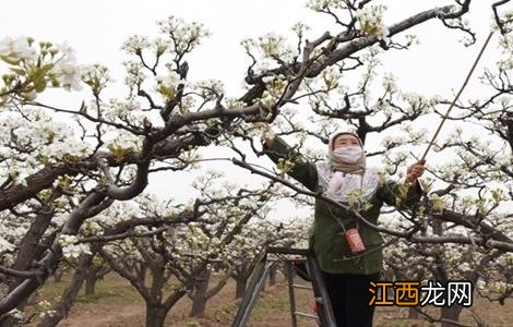 苹果的人工授粉技术 苹果花人工授粉