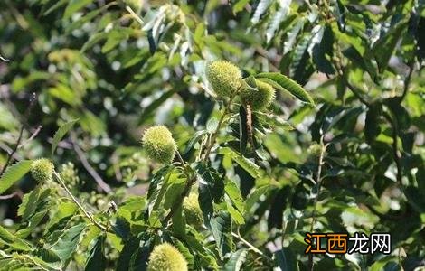 板栗树种植技术要点 板栗树种植方法