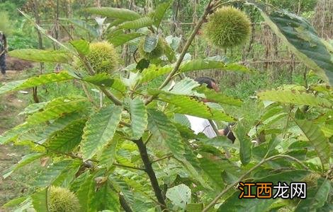 板栗树种植技术要点 板栗树种植方法