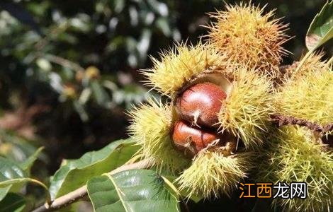 板栗树种植技术要点 板栗树种植方法