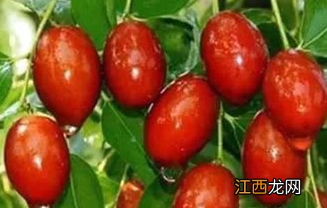 酸枣的种植方法 酸枣的种植方法和技术