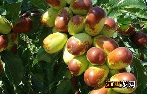 酸枣的种植方法 酸枣的种植方法和技术