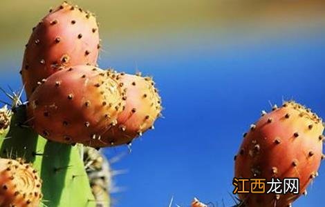 仙人掌果的种植方法 仙人掌果的种植方法和技术