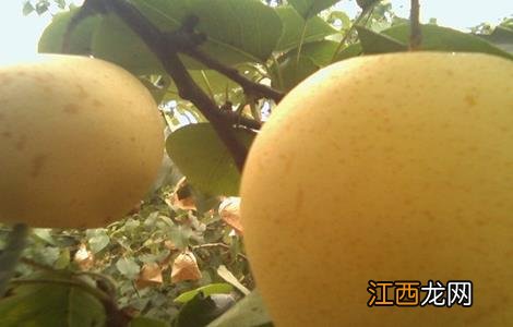 雪梨种植的注意事项 雪梨种植的注意事项是什么