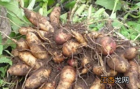 雪莲果的种植条件与气候 雪莲果的种植条件